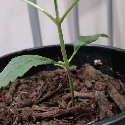 Nr 4 growlog timeline photo