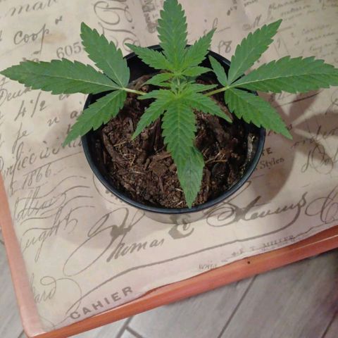 Nr 4 growlog timeline photo