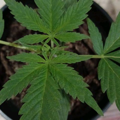 Nr 4 growlog timeline photo