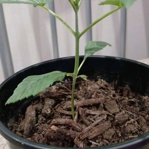 Nr 4 growlog timeline photo