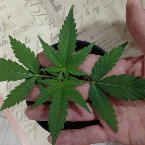 Nr 4 growlog timeline photo