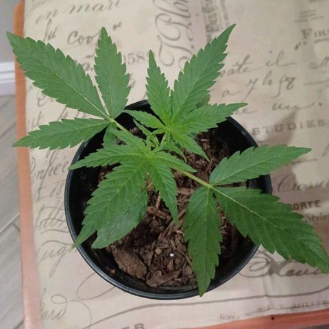 Nr 4 growlog timeline photo