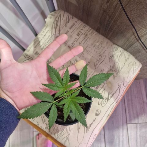 Nr 4 growlog timeline photo
