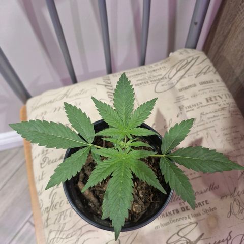 Nr 4 growlog timeline photo