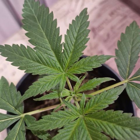 Nr 4 growlog timeline photo