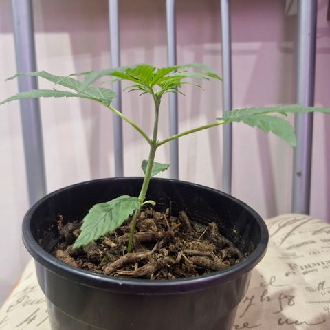 Nr 4 growlog timeline photo