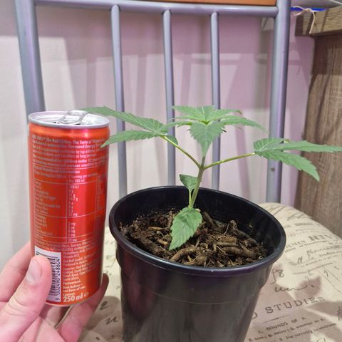 Nr 4 growlog timeline photo