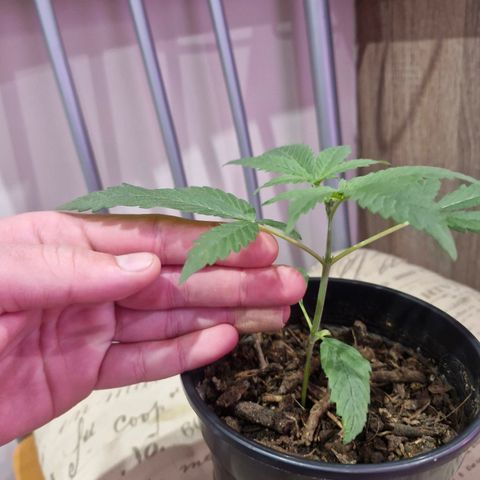 Nr 4 growlog timeline photo