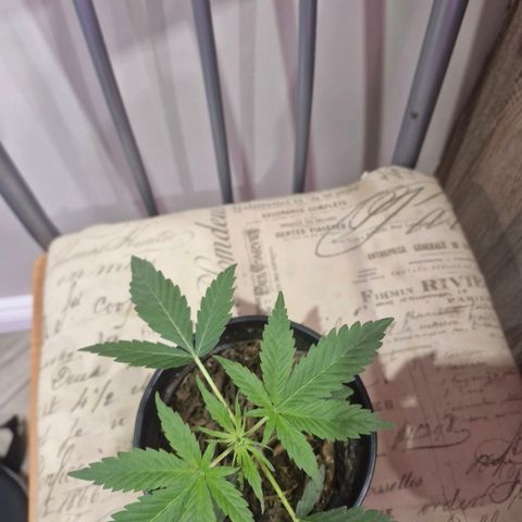 Nr 4 growlog timeline photo