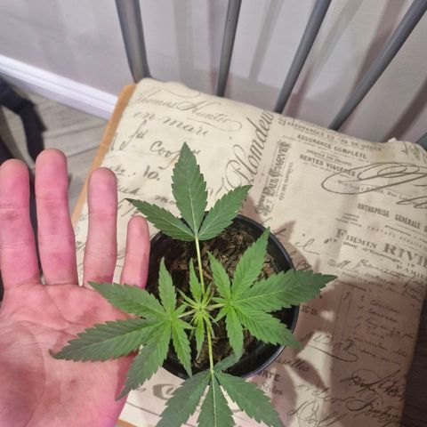 Nr 4 growlog timeline photo