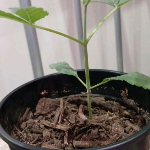 Nr 4 growlog timeline photo