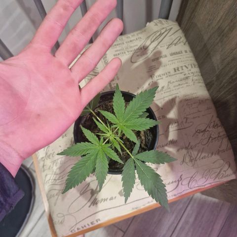 Nr 4 growlog timeline photo