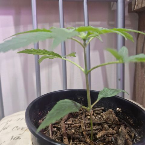 Nr 4 growlog timeline photo