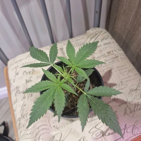 Nr 4 growlog timeline photo