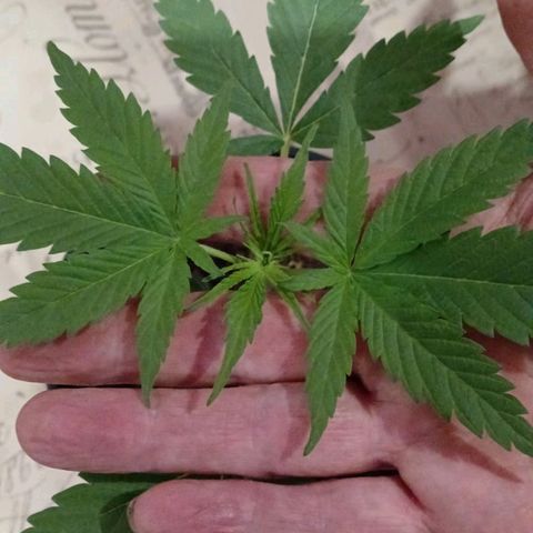 Nr 4 growlog timeline photo