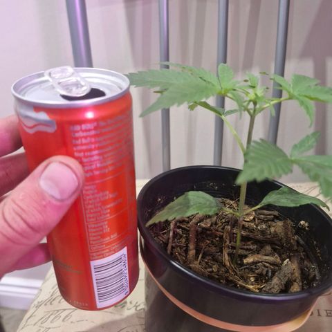 Nr 4 growlog timeline photo