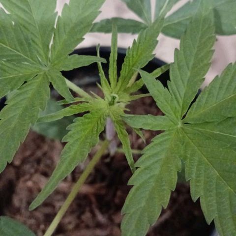 Nr 4 growlog timeline photo