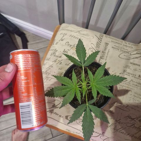 Nr 4 growlog timeline photo