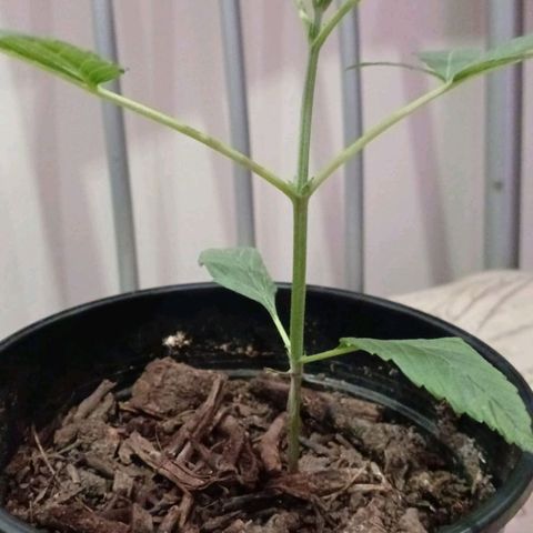 Nr 4 growlog timeline photo