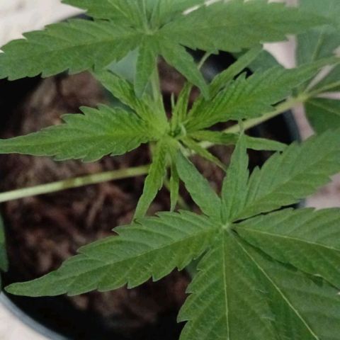 Nr 4 growlog timeline photo