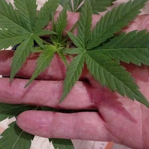 Nr 4 growlog timeline photo
