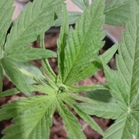 Nr 4 growlog timeline photo