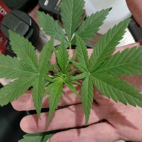 Nr 4 growlog timeline photo