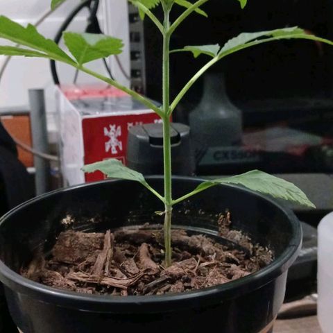 Nr 4 growlog timeline photo
