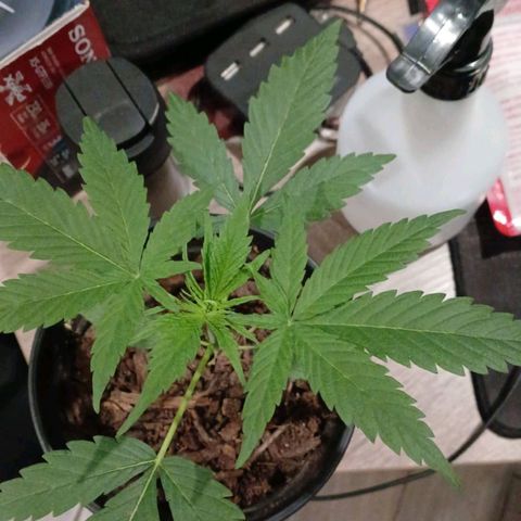 Nr 4 growlog timeline photo
