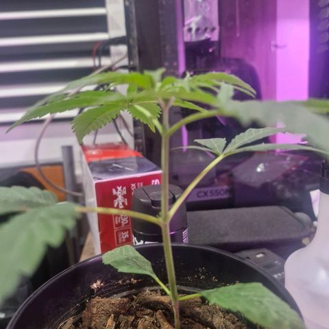 Nr 4 growlog timeline photo
