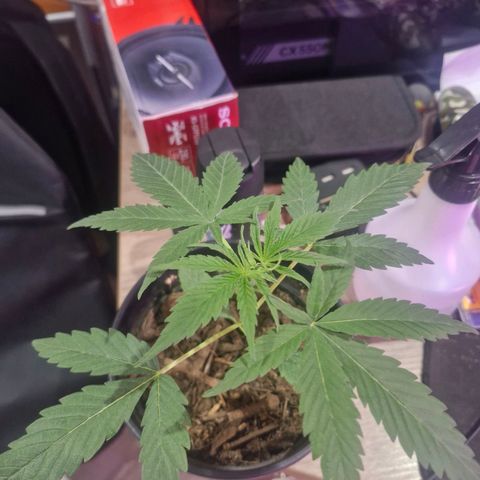 Nr 4 growlog timeline photo