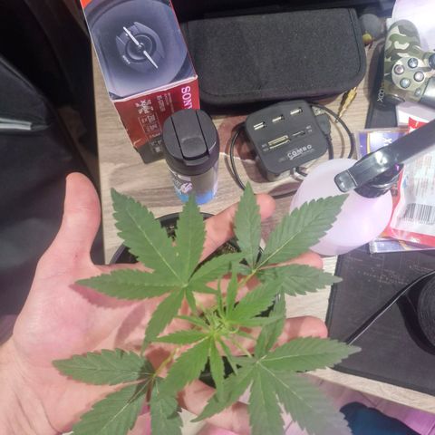 Nr 4 growlog timeline photo
