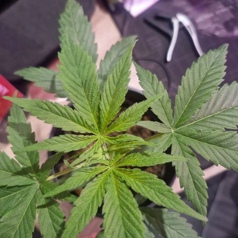Nr 4 growlog timeline photo