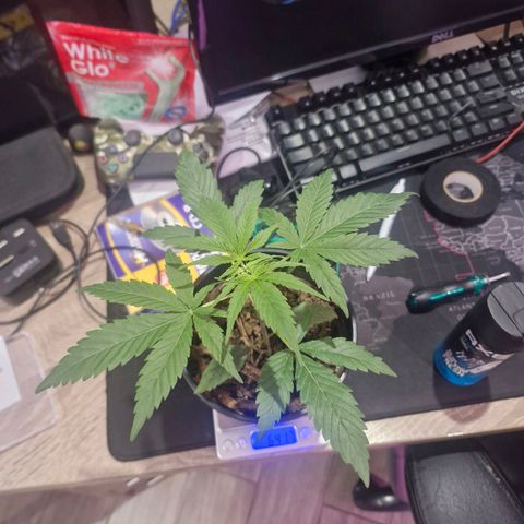 Nr 4 growlog timeline photo