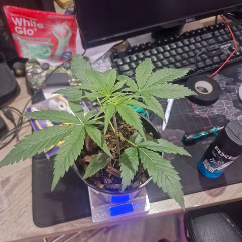 Nr 4 growlog timeline photo