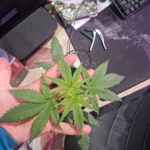 Nr 4 growlog timeline photo