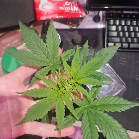 Nr 4 growlog timeline photo