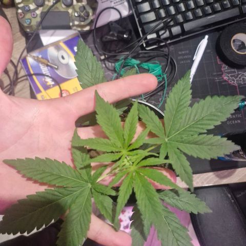 Nr 4 growlog timeline photo