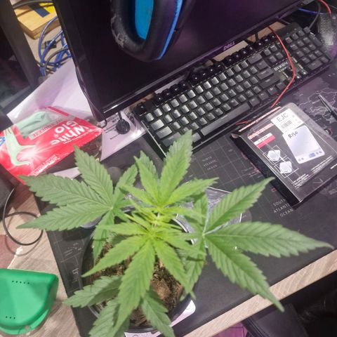 Nr 4 growlog timeline photo