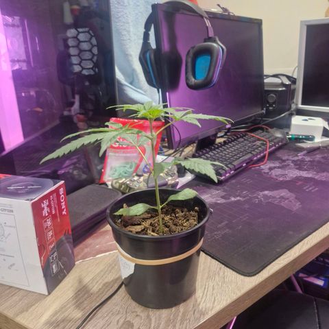 Nr 4 growlog timeline photo