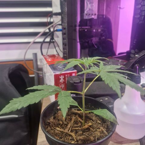 Nr 4 growlog timeline photo