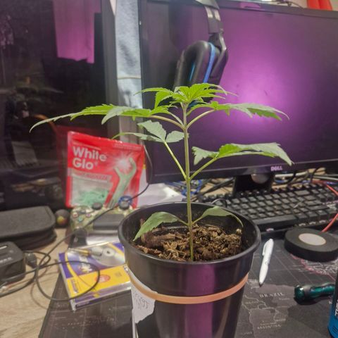 Nr 4 growlog timeline photo