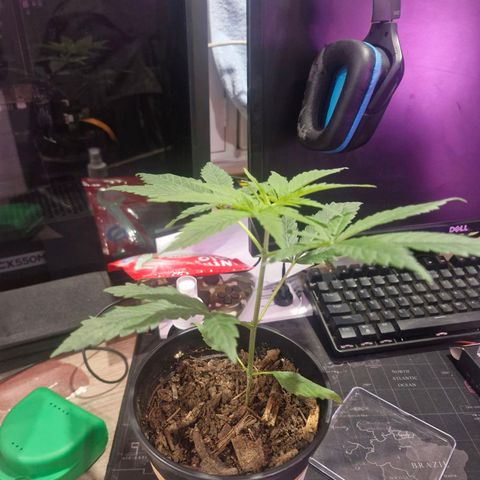 Nr 4 growlog timeline photo