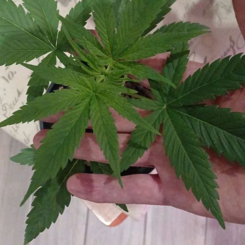 Nr 4 growlog timeline photo