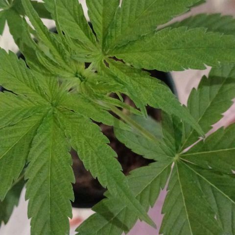 Nr 4 growlog timeline photo