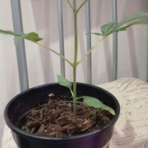 Nr 4 growlog timeline photo