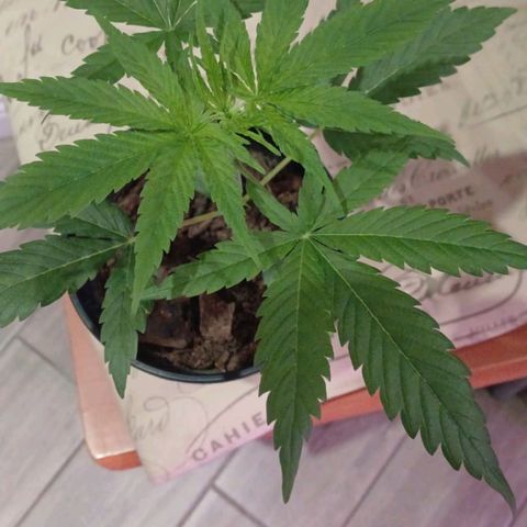 Nr 4 growlog timeline photo