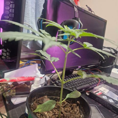 Nr 4 growlog timeline photo