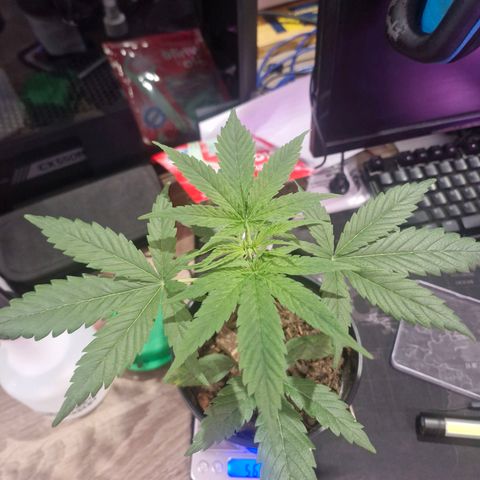 Nr 4 growlog timeline photo