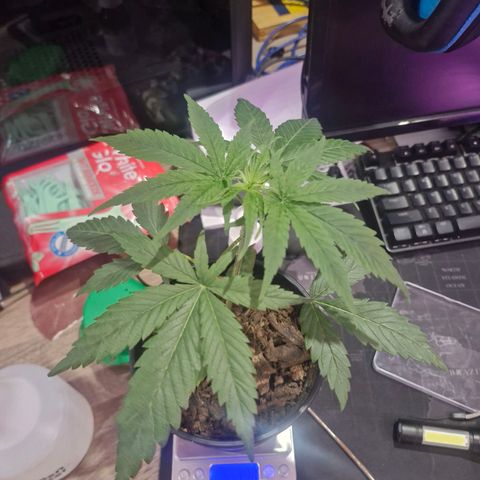 Nr 4 growlog timeline photo